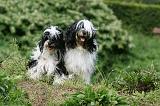 TERRIER DU TIBET 192